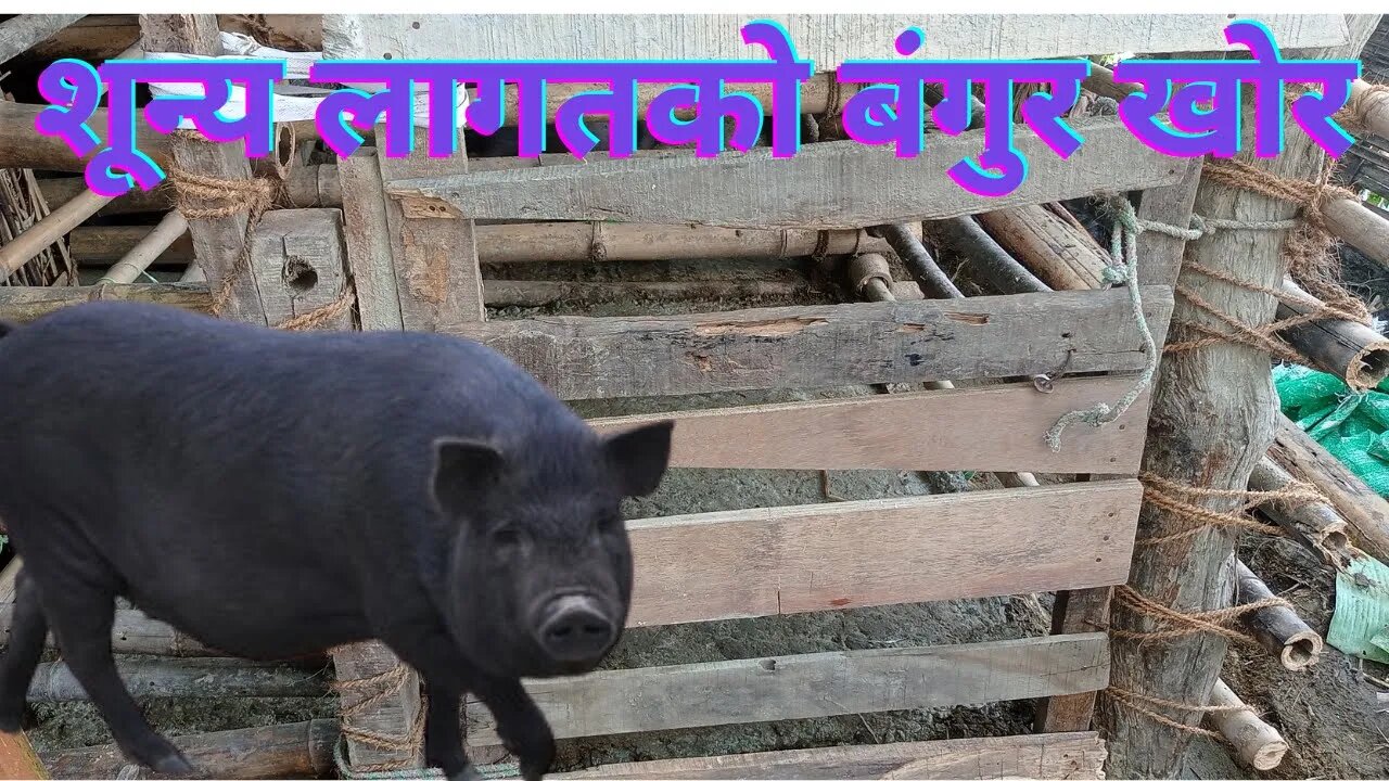 pig farm in Nepal #sadharan 0 invesment bangur khor# pig farm #villagers #jeetraj #sujan #vlog