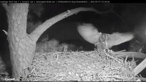 Mom Returns With a Barred Owl 🦉 3/12/22 23:24