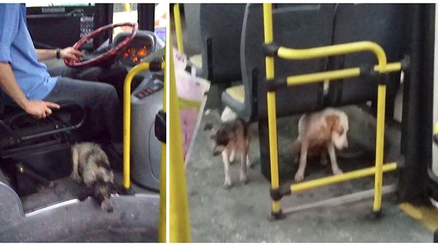 Bus driver breaks the rule by bringing the dogs on board shivering in a storm