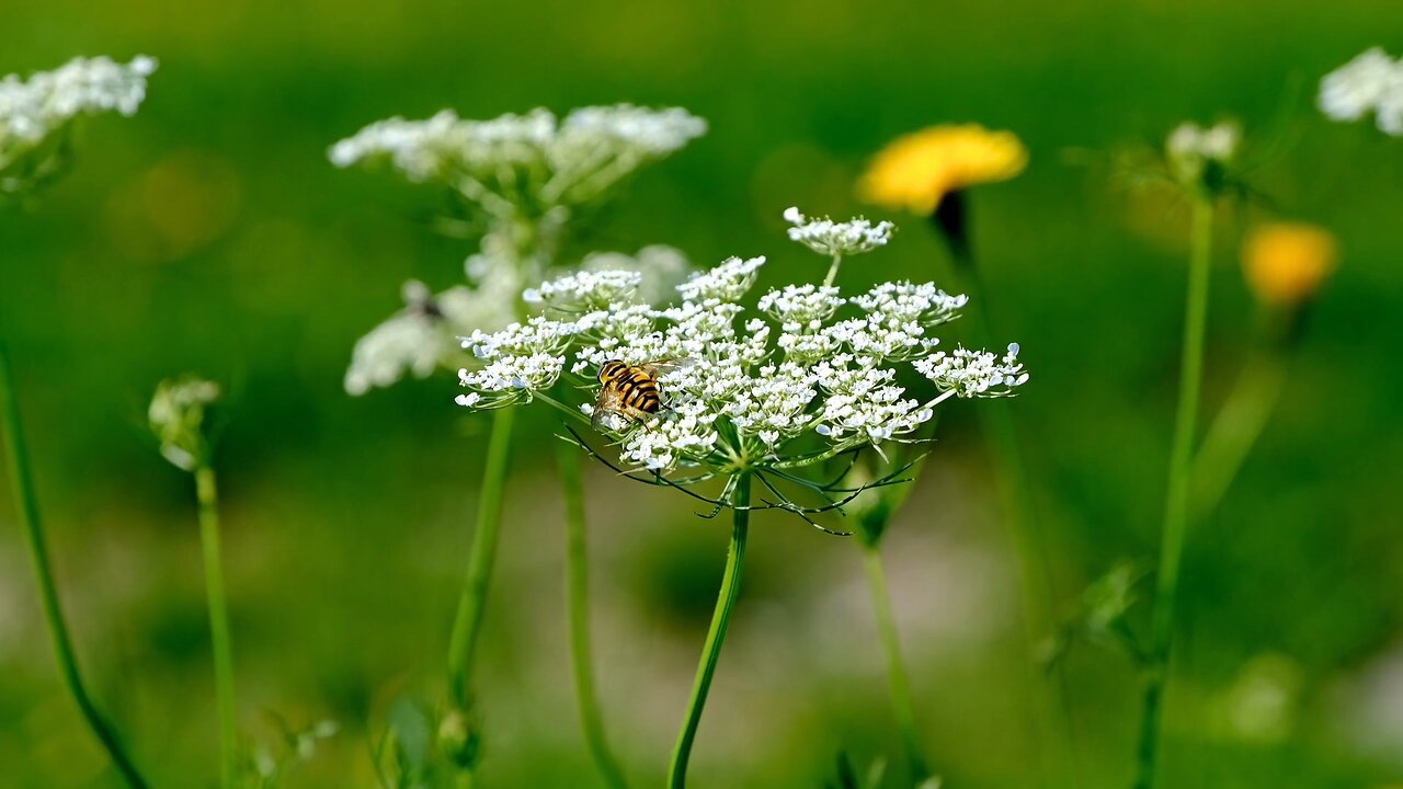 "Exploring Wild Carrot: Nature’s Lacework in Bloom"