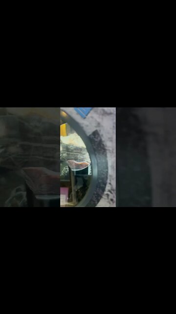 9월, 탄생석, 보석, 오팔, 사파이어, 자수정, 다이아몬드, 청옥, 블러드스톤,성실, 가넷, 애머지스트, 아쿠아마린, 진주, 루비, 페리도트, 투어말린, 황옥, 더콰이즈, 지르콘