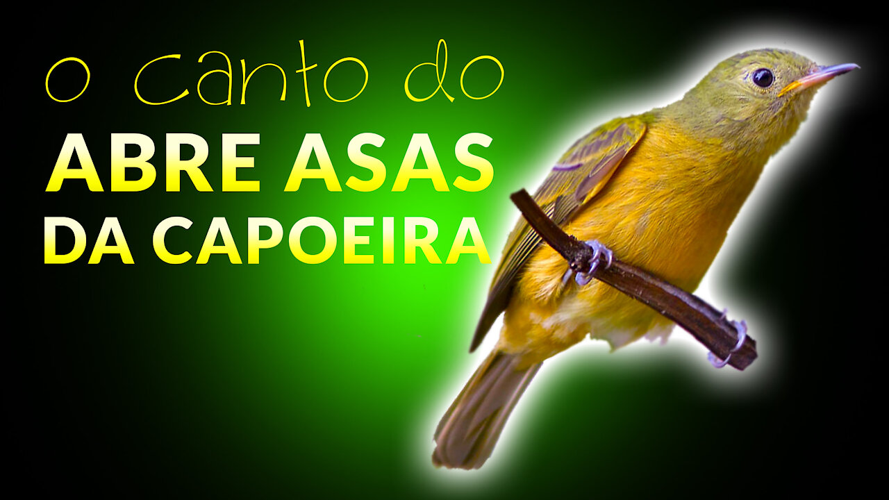 Som dos Pássaros na Floresta com o ABRE ASAS DA CAPOEIRA (Supi) - Canto da Abre Asa