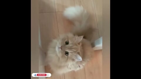 cute cat videos 😹 funny videos 😂1083