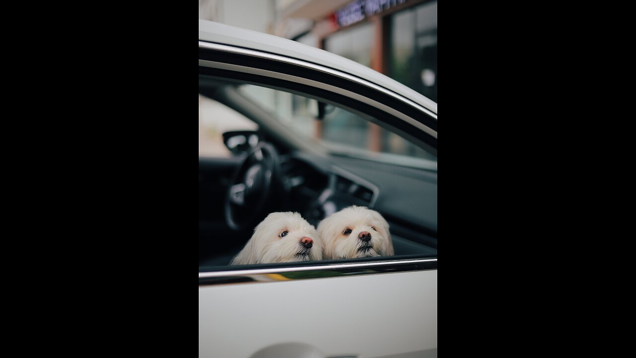 Try-not-to-laugh-Funny-animals-shorts