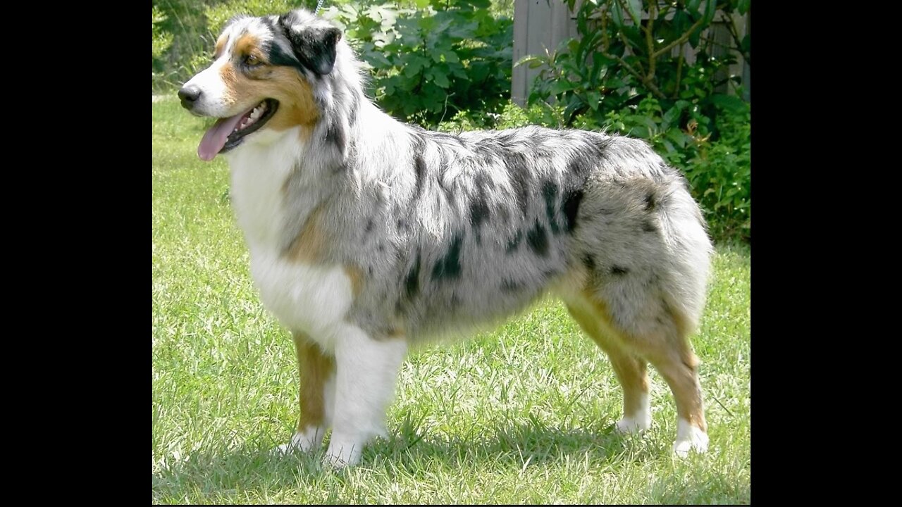 Australian Sheppard Facts