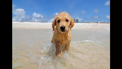 baby dog happy to see the beach