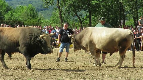 Ruško od Benita vs Zećo od Bolića Brestovsko 2024