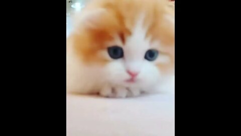 funny cat videos | cute cat videos| cute animals funny cats #shorts #shortsfunny #cutecat #funnycat