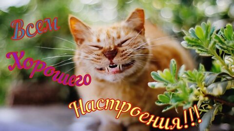 Смешные Кошки Приколы Кошками и котами Funny Cats 2021😽