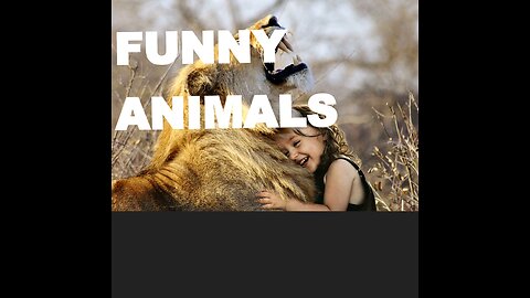 Funny animals