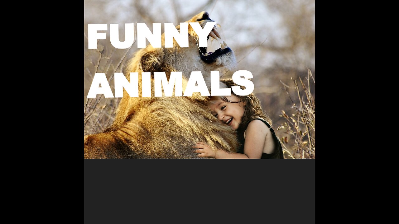 Funny animals