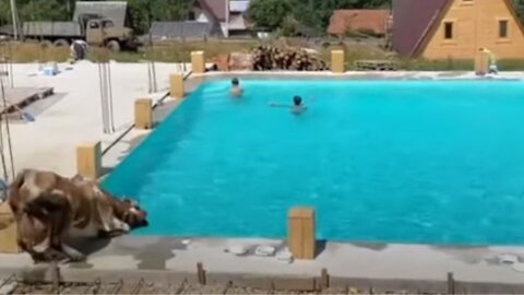 Cow decides to cool off by jumping into swimming pool