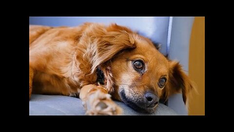 Dogs Running | Playing | Pet | Animal | Free HD Video