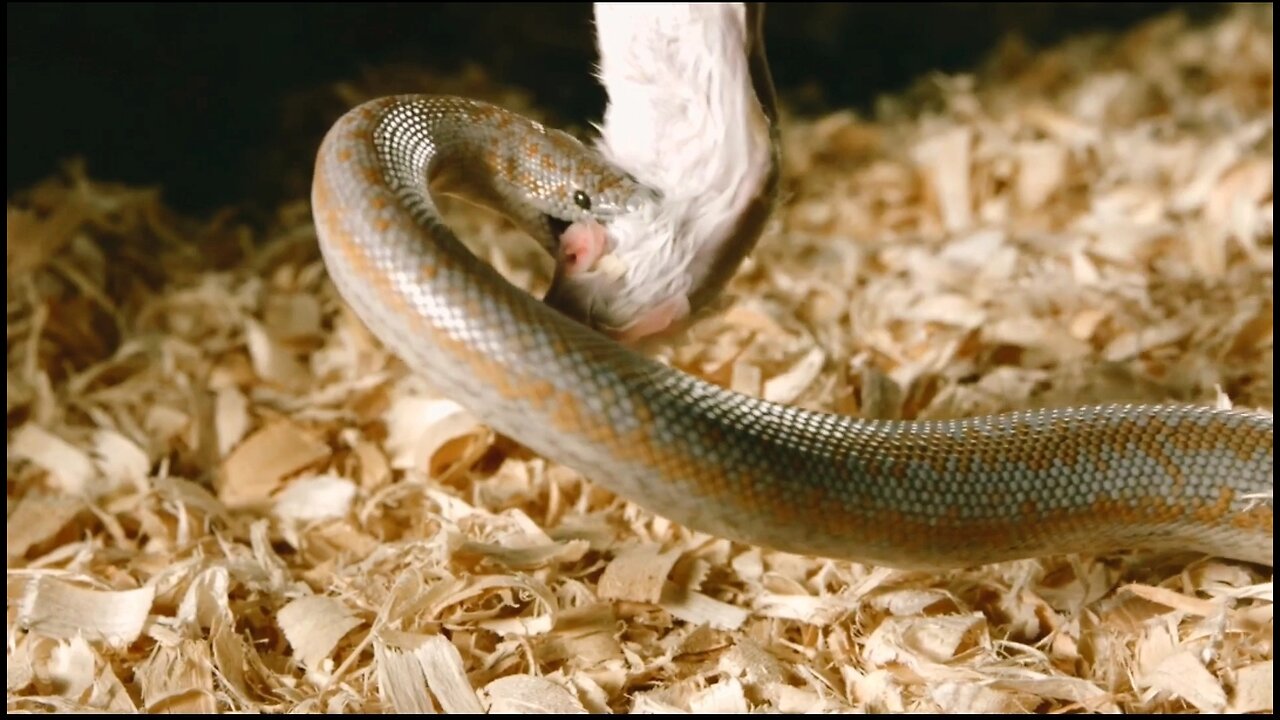 Nature's Brutality: Lamprophis snake preys on a white rat