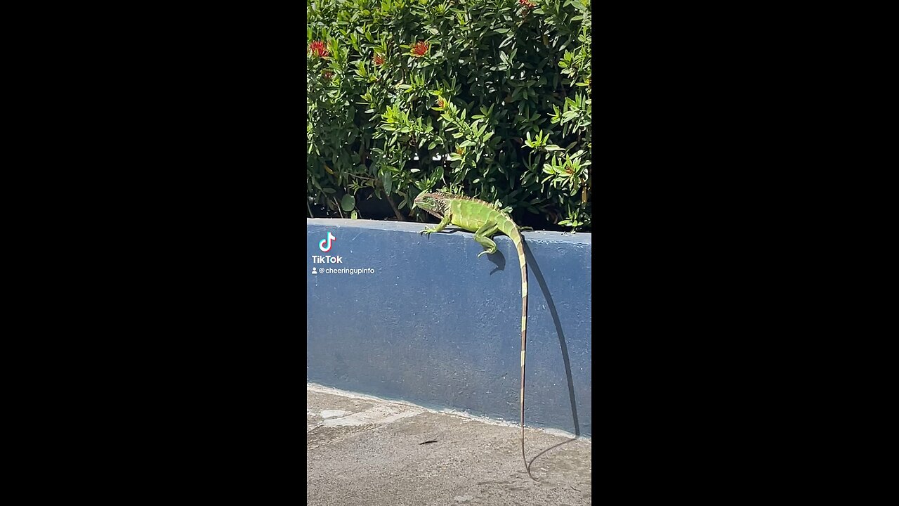 More wildlife Costa Rica Jaco