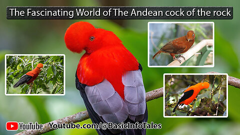 The Fascinating World of The Andean cock of the rock