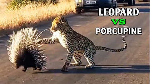 Leopard Vs Porcupine - Hungry Leopard Defeated By Prickly Porcupine |