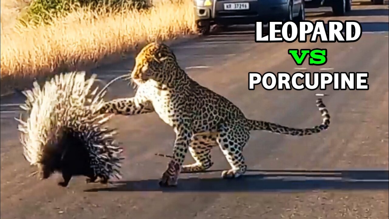 Leopard Vs Porcupine - Hungry Leopard Defeated By Prickly Porcupine |