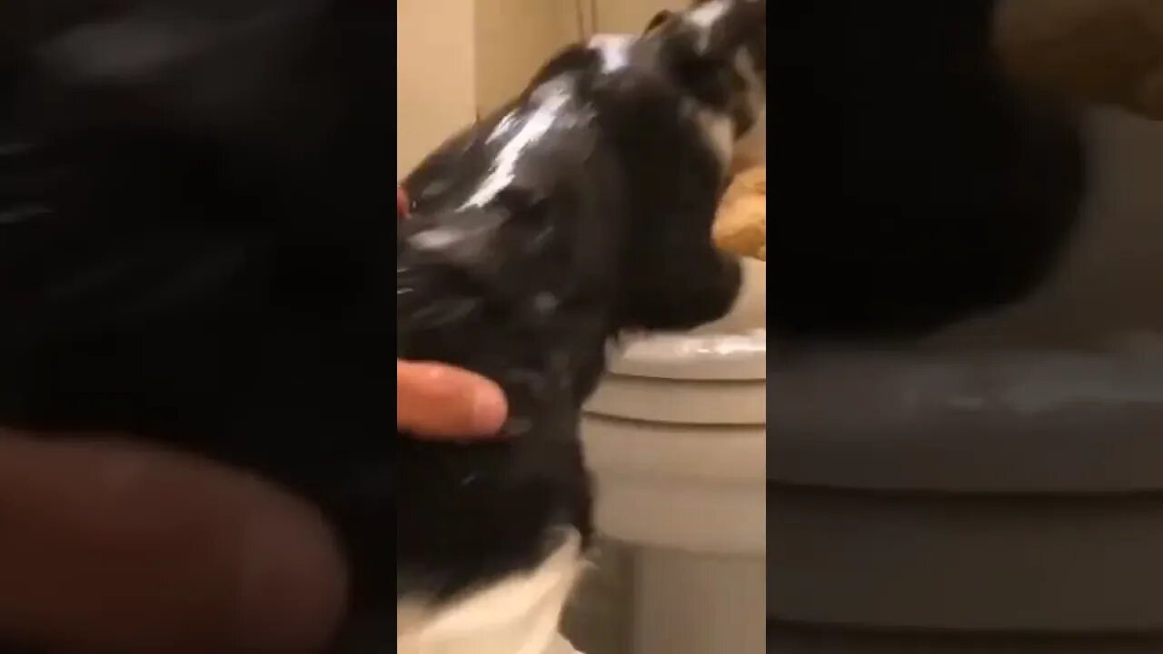 cat so funny😂😂🤣#funny #shorts