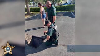 LCSO rescue little ducklings