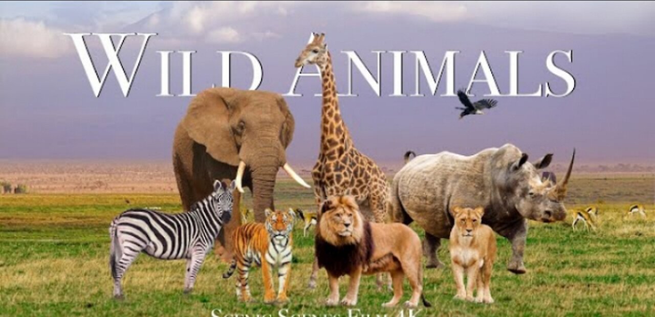 Amazing Science of Wild Animals In 4K_ Science Relaxation Film