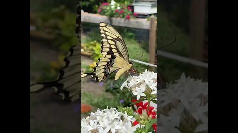 Need More Butterflies #shorts #butterflies #butterflyshorts #beautiful #pretty #pentaflowers