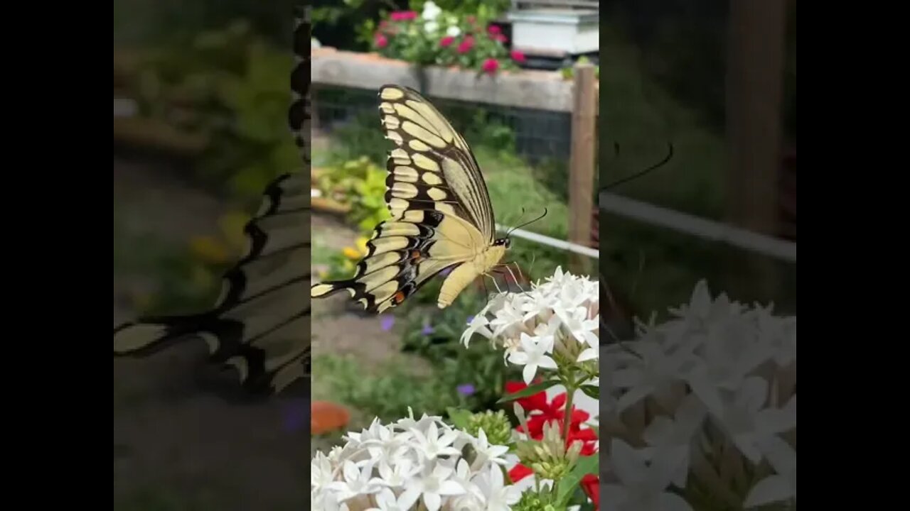 Need More Butterflies #shorts #butterflies #butterflyshorts #beautiful #pretty #pentaflowers