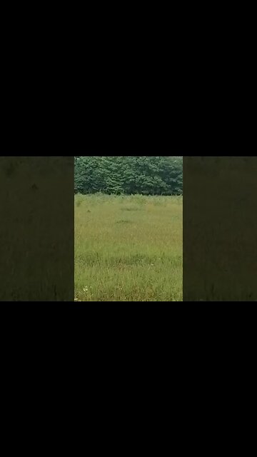 Random Bird in a Field