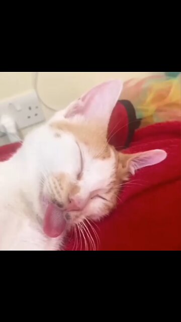 Cute Kittens Sleeping In Most Adorable Ways