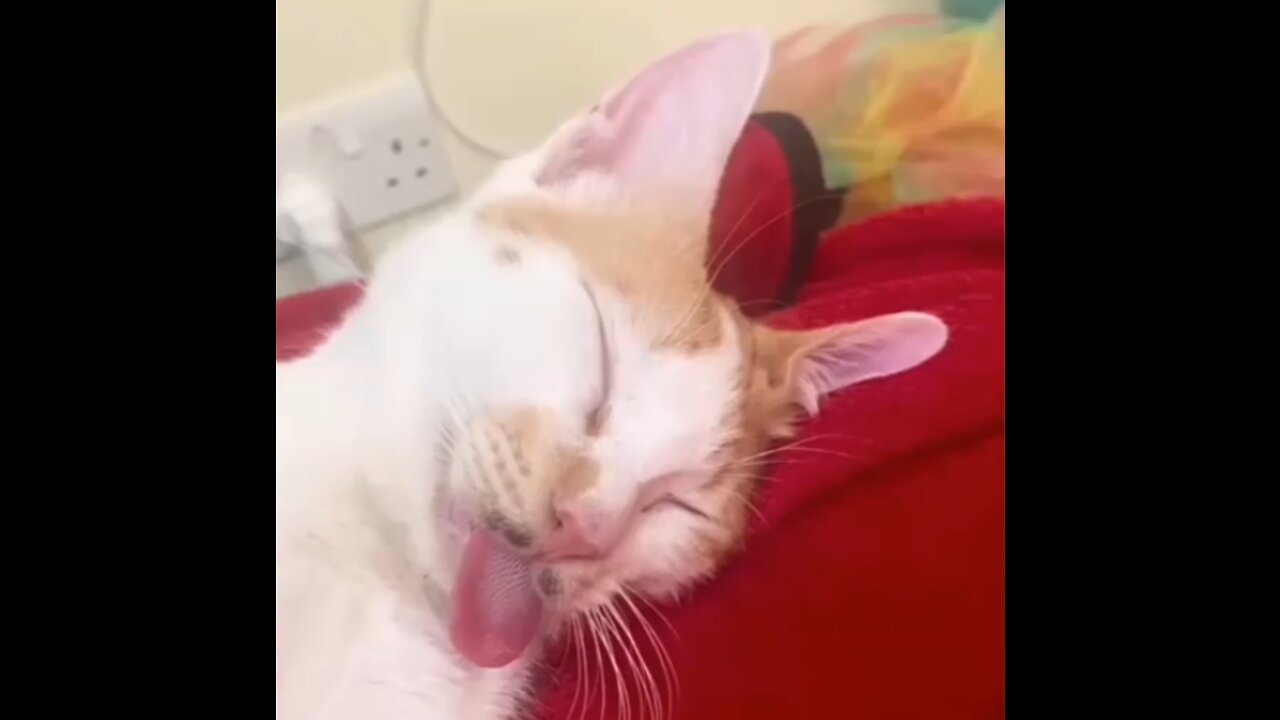 Cute Kittens Sleeping In Most Adorable Ways