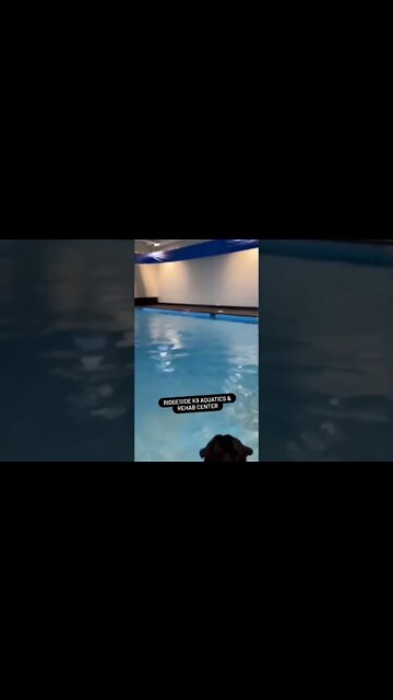 Huge Rottweiler Swimming For Fitness...