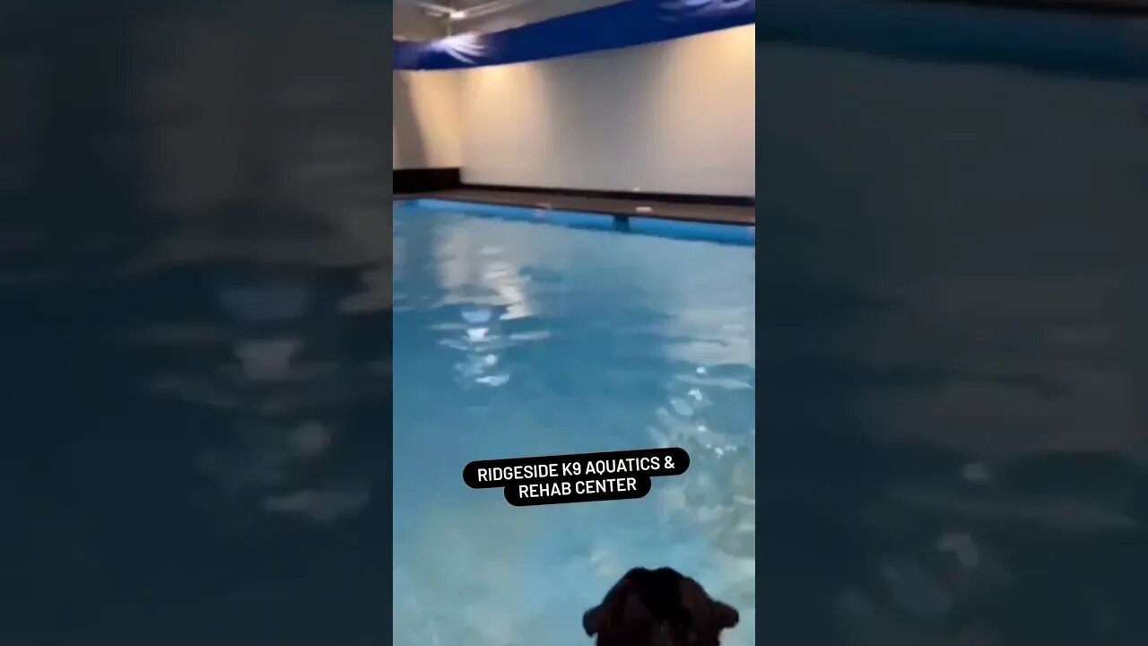 Huge Rottweiler Swimming For Fitness...