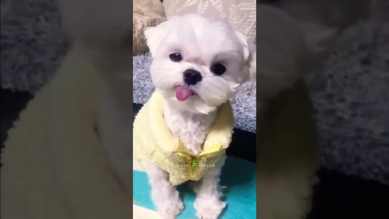 Are Nawab Sahab Kya Kar Rahe Hai😂Cute Puppy👈