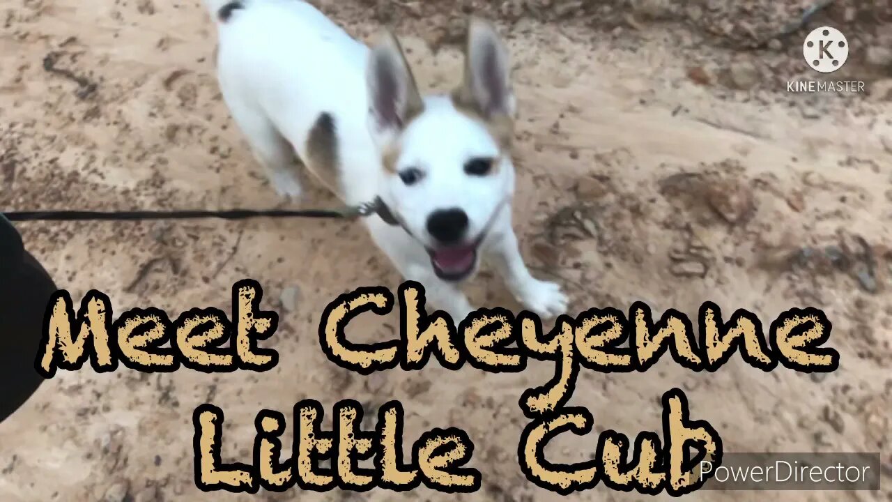 Meet Cheyenne Little Cub