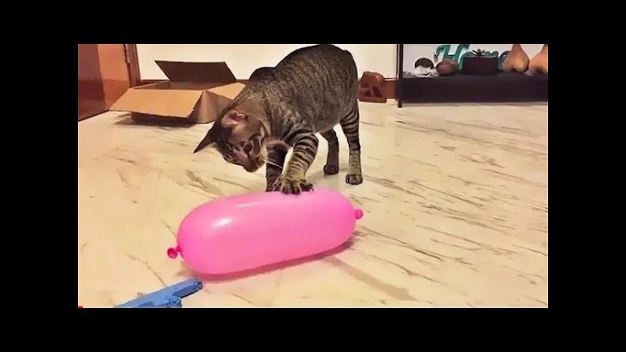 Funniest Cat And Dogs