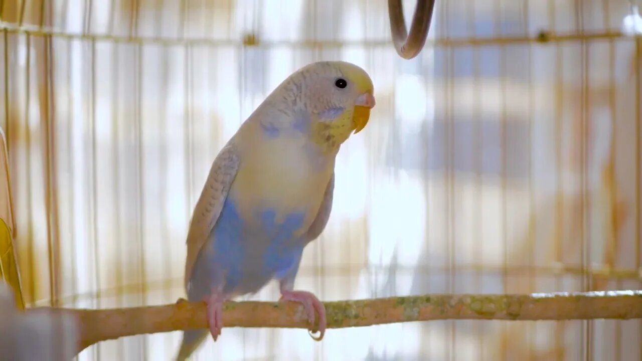 Budgerigar close up in the bird cage Budgie Funny budgerigar in a cage at the window Green blue b