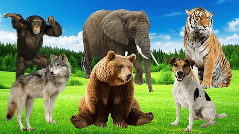 LISTEN! SOUND OF WILD ANIMALS IN THE FOREST! Dog! Tiger! Wolf! Bear! Elephant! Monkey!