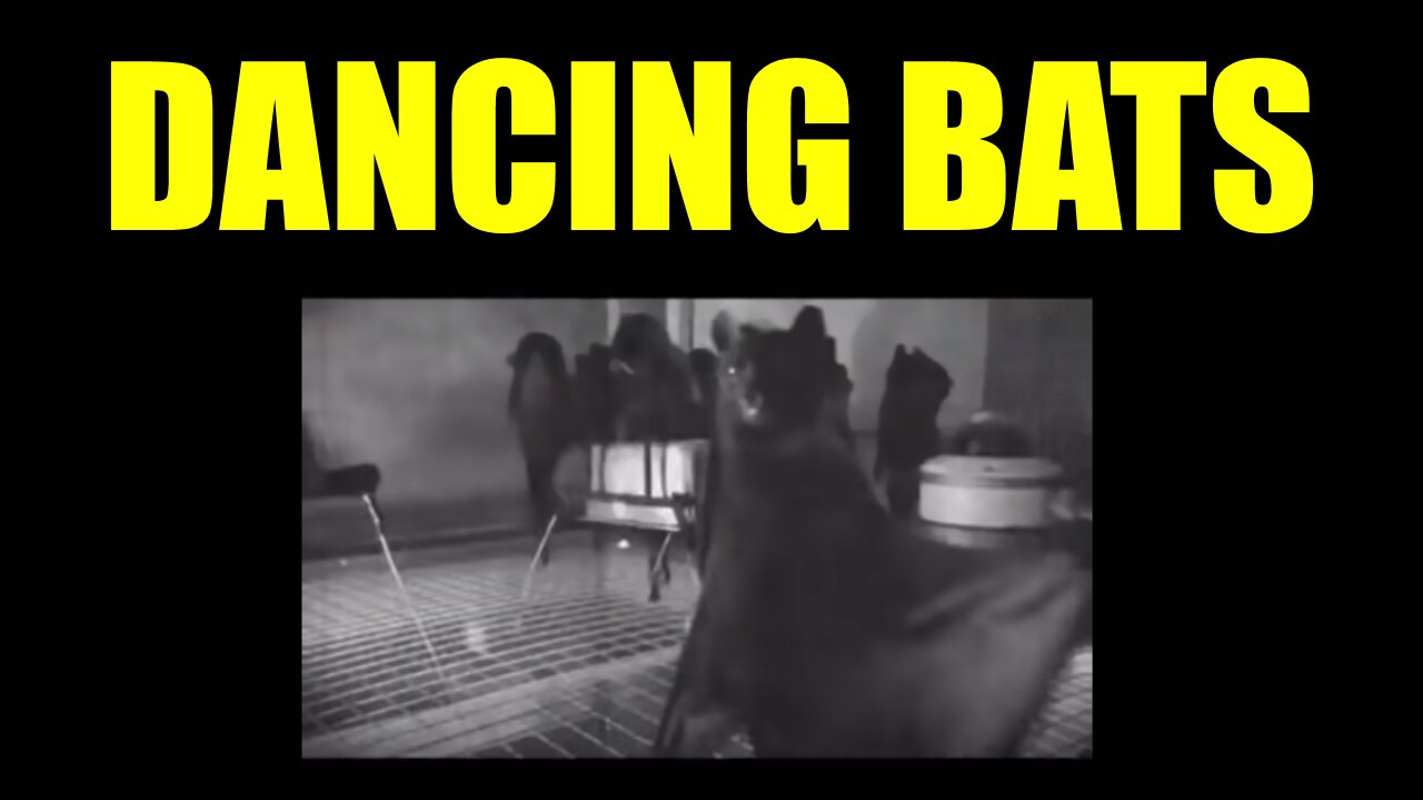 Dancing Bats