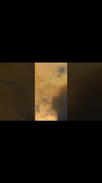 Life in on mud puddle￼