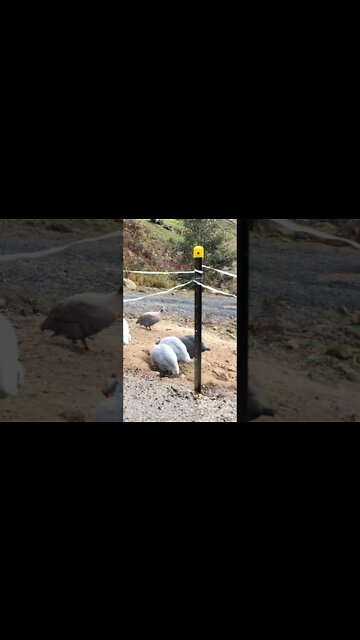 One of our chocolate Guinea fowl is missing 😢