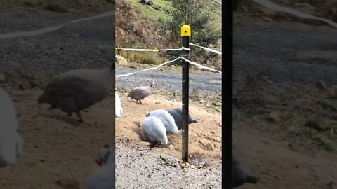 One of our chocolate Guinea fowl is missing 😢