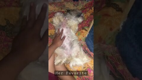 Why does Shih tzu sleeps like dead?