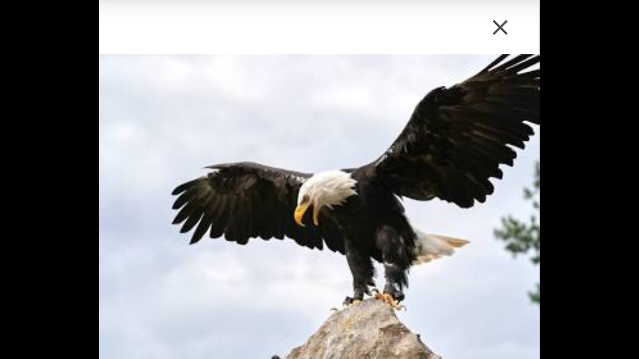 Soar like an eagle