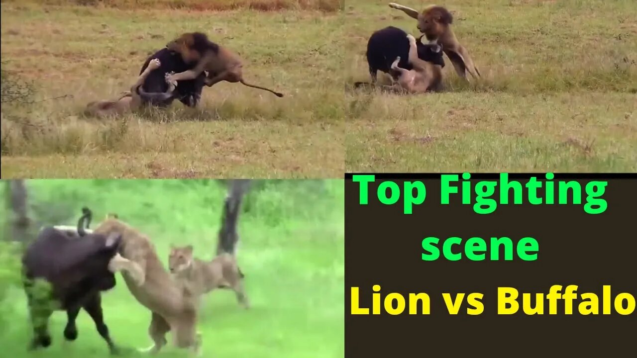 Buffalo attacked by lion 🐃 and finally buffalo death on the spot 2022 ||