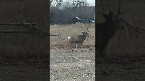 Montana Muley