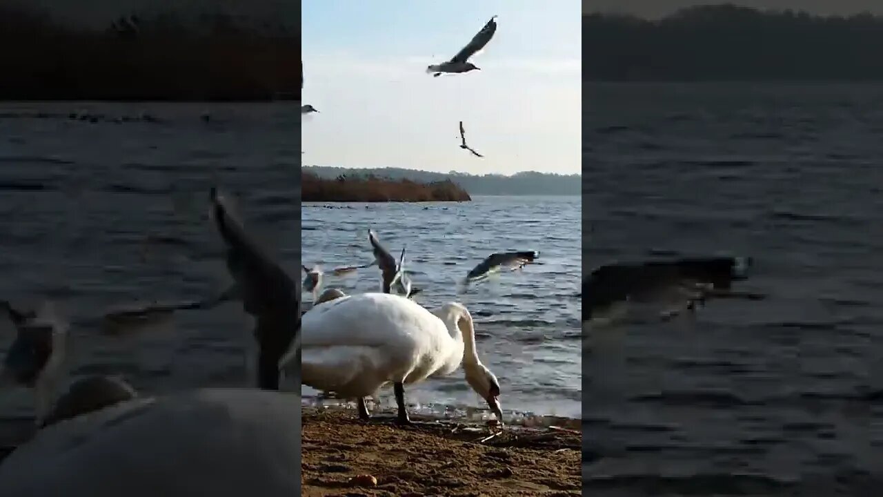 Cygnes; mouette