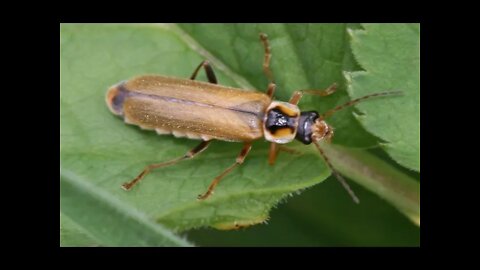 독의 세계사, 조엘 레비, 독개구리, 독두꺼비, 칸타리스, 독성해양동물, 해파리, 세균, 곰팡이, 콜레라, 마법과 신화, 마녀, 무당의 세계, 약효와 마취의 효력, 독살자, 살인자