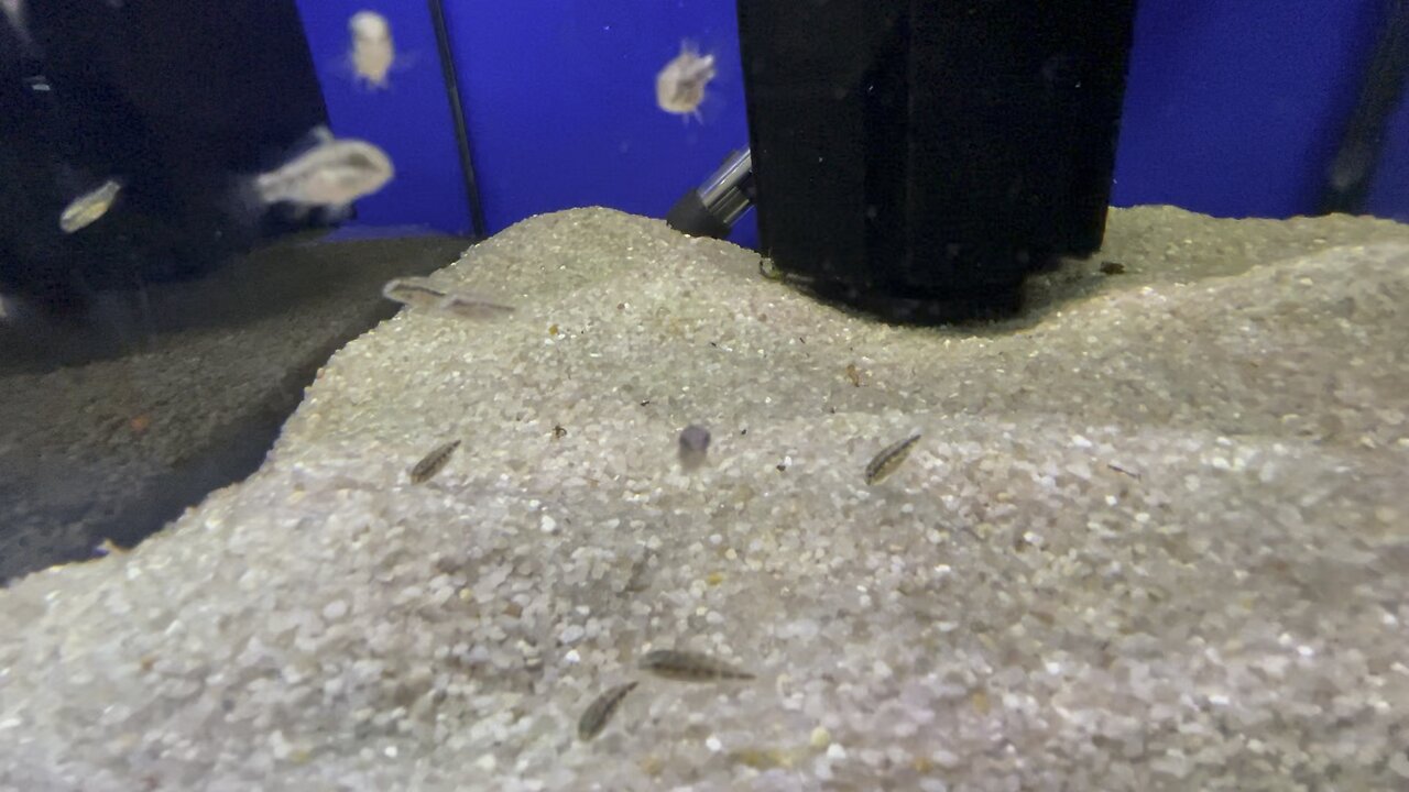 Kribensis fry