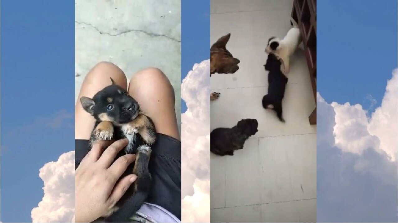 the love of dogs there on the move #short