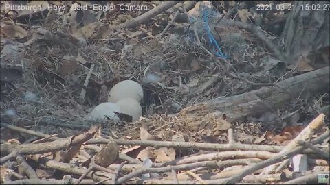 Hays Eagles pip first glimpse 3 21 21 1502